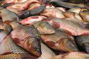 صحبت های مسئول اداره بهداشت و مدیریت بیماریهای آبزیان در خصوص امنیت زیستی در مزارع پرورش ماهیان گرمابی